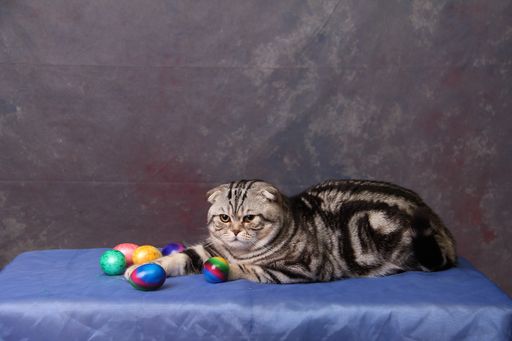 A stripped grumpy cat laying on a table with a blue tablecloth in a background of a colorful wall