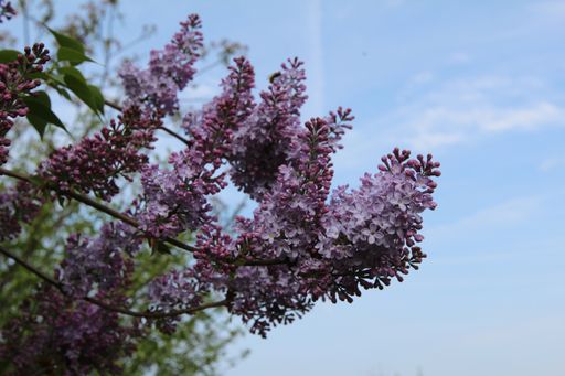 A closeup of beautiful lilac flowers on a branch under the clear blue sky