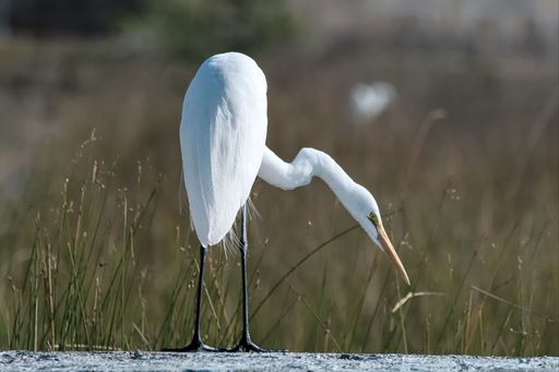 A selective of an eastern great egret (Ardea alba modesta)