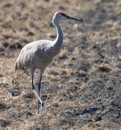 The Sandhill Crane bird walking on the dry grass ground, close-up