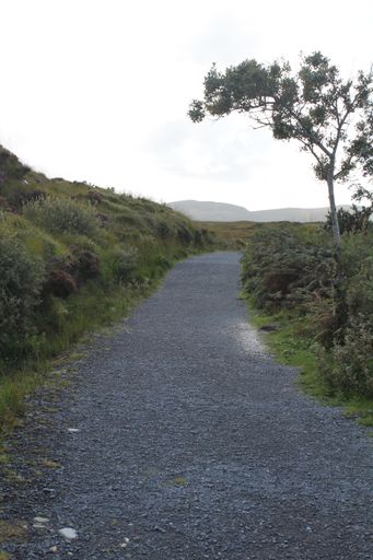 A vertical shot of a narrow path in a field
