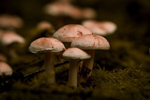 A closeup shot of a mushroom on a wet mossy ground