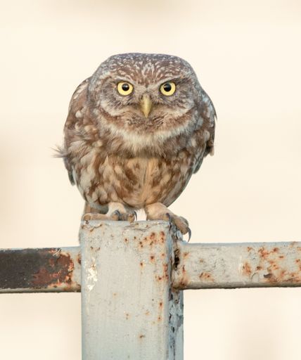 A closeup shot of a little brown owl perched on a rusty fence