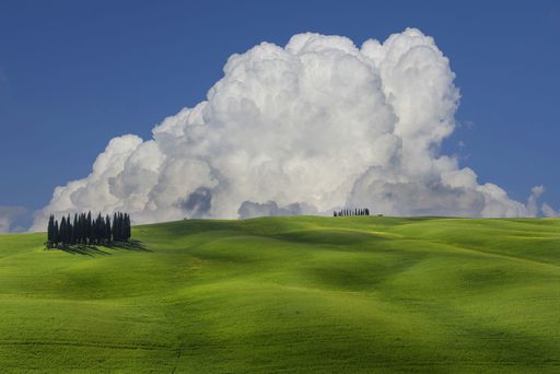 the famous group of cypresses in torrenieri, Tuscany