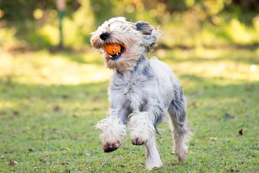 A closeup shot of a schnauzer with a toy on the mouth running in a park