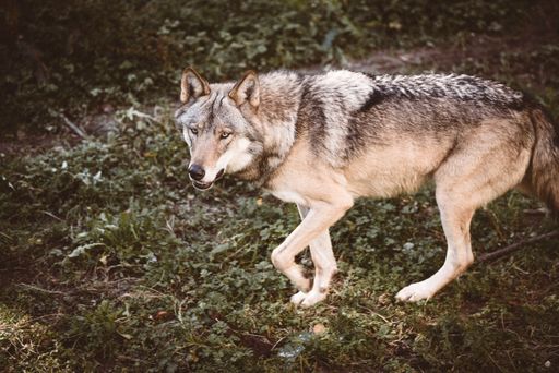 A closeup of a beautiful Eurasian wolf in a forest on a sunny day with a blurry background