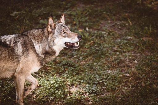 A closeup of a beautiful Eurasian wolf in a forest on a sunny day with a blurry background