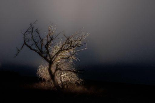 A single bare tree in the middle of a field with the fog in the background - loneliness concept