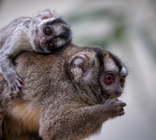 A selective focus shot of an adorable mother owl monkey with a baby owl monkey