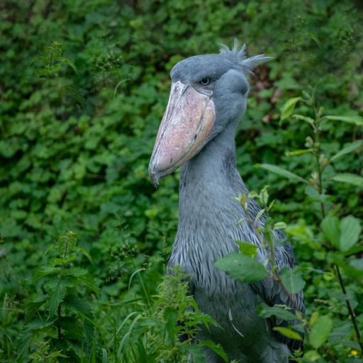 A selective focus shot of a shoebill stork surrounded by greenery