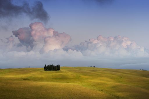 the famous group of cypresses in torrenieri, Tuscany