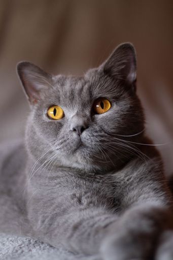 A vertical shot of a fluffy gray cat with serious eyes lying on the bed