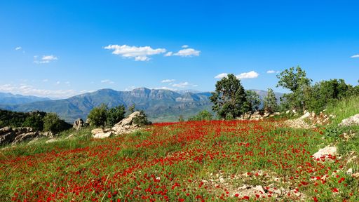 A beautiful meadow with red poppies