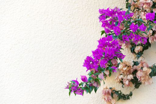 Large flowering spreading shrub of purple Bougainvillea tropical flower climber vine landscape plant isolated on white background