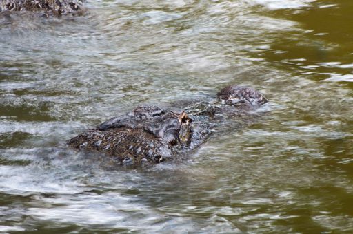 An alligator peeking out of the water looking for preys to hunt