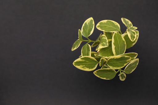A bunch of green bigleaf periwinkle leaves in a small amber glass essential oil bottle on black background