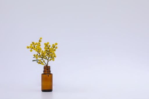 A small amber glass vial with fresh yellow wattle flowers isolated on white background