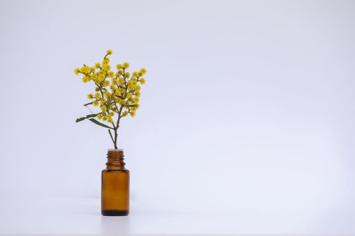 A closeup shot of a small isolated amber glass vial with fresh yellow wattle flowers