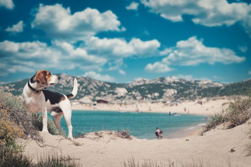 The adorable Beagle dog on the sandy beach under the cloudy sky