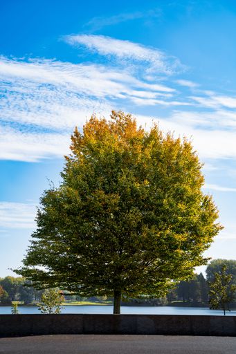 A vertical shot of a green tree in a park against a lake on a sunny day