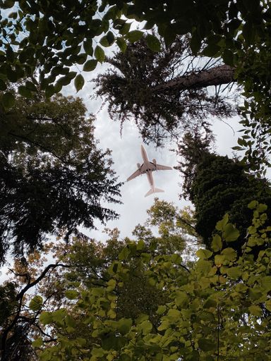 A low angle vertical shot of an airplane in air captured through trees