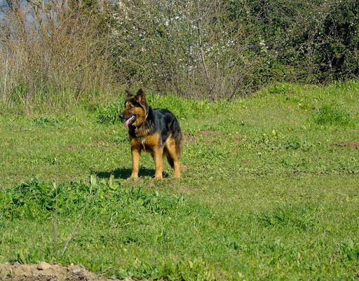 A king shepherd in a field covered in greenery under the sunlight