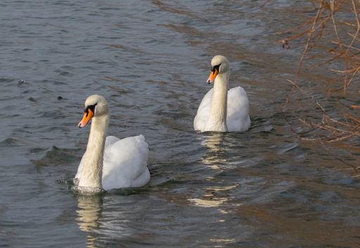 A closeup of two beautiful swans swimming in the lake during daylight