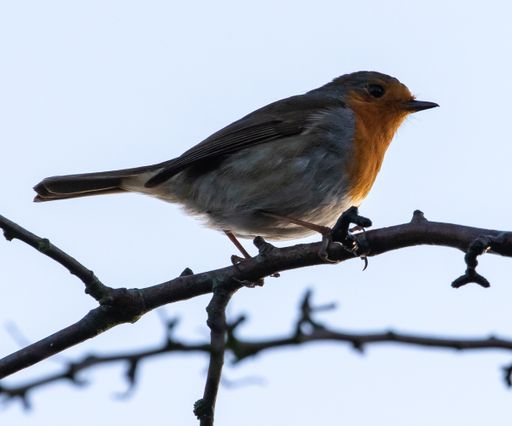 A low angle shot of a robin redbreast on a tree branch during daylight
