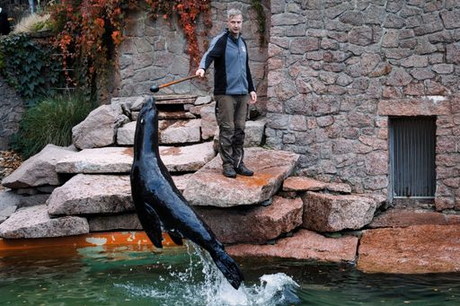 The zoo worker doing tricks with the black seal jump during the show in Halle zoo Germany