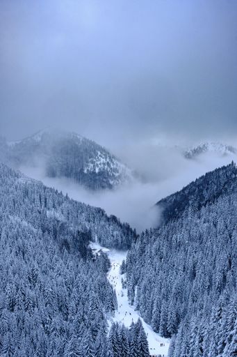 A vertical shot of Kopaonik mountain covered in trees and fog during winter in Serbia