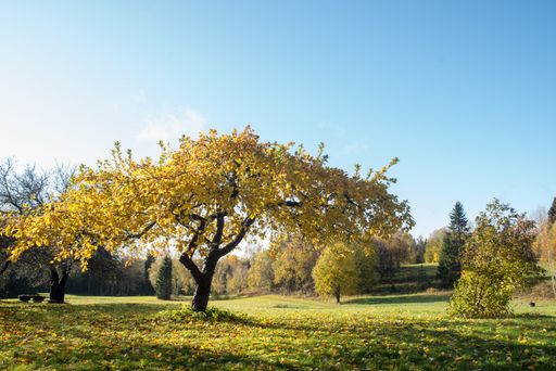 A beautiful shot of a green field with a lot of trees under the clear sky