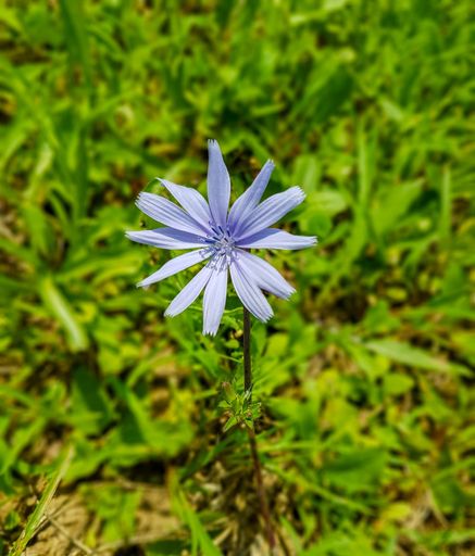 A vertical closeup shot of a blooming purple chicory flower on a field