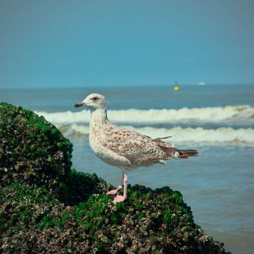 A closeup shot of a European herring gull found standing on a rock by the coast of a beach