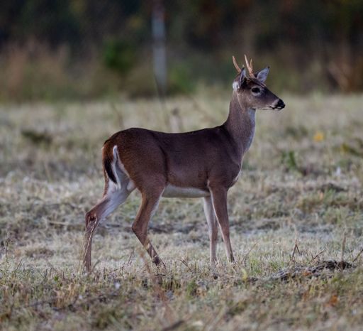 A selective focus shot of a deer in its natural habitat