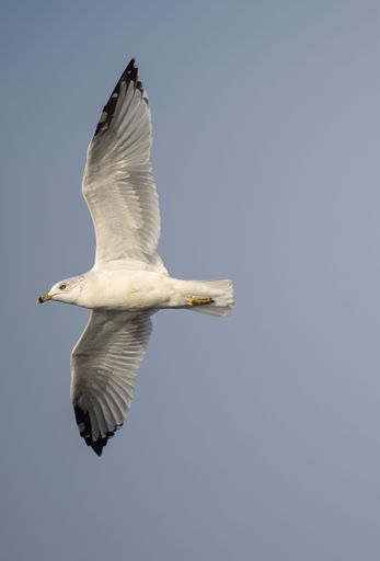 A vertical shot of a seagull flying in a blue sky
