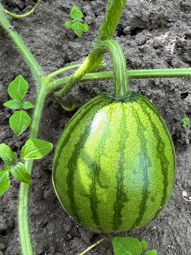 A vertical macro shot of a Watermelon growing over the soil on a sunny day