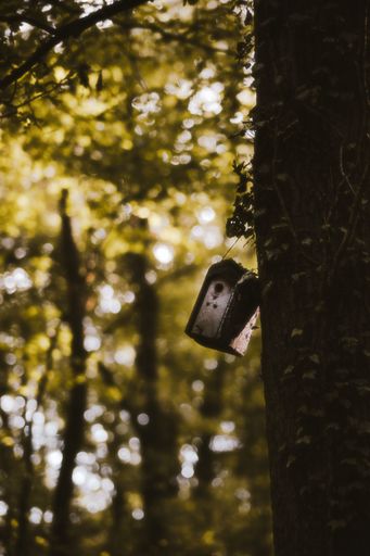 Little birdhouse on a tree, scenic forests in Germany
