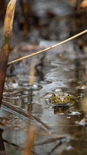 A vertical shot of a frog in a California marsh on a cloudy day just after a storm.