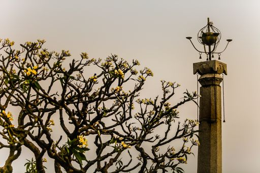 A beautiful shot of a tree with yellow flowers near a concrete column under the clear sky