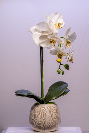 A vertical shot of moth orchids growing in a pot against the white background