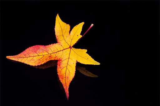 A leaf of a sweetgum tree (liquidambar) in red and yellow on reflecting underground and background in black