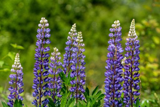 A closeup of blooming Lupinus flowers isolated in green nature background