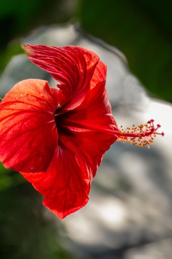 red hibiscus flower close up with red petals and a blurred background