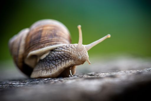 A macro, selective focus of snail, slug captured against a blurred background