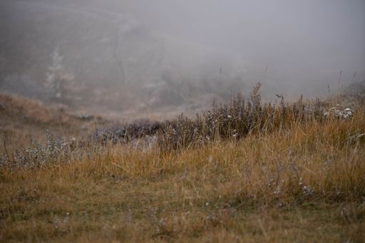 A beautiful view of a mysterious forest on a foggy winter day