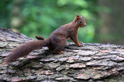 A closeup of an adorable Red squirrel with a furry tail sitting on the bark of a tree