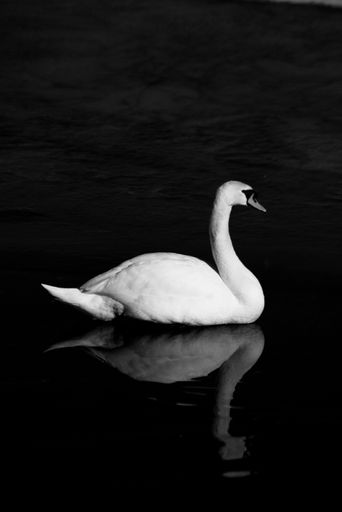 A vertical closeup of a beautiful white swan on the lake in greyscale