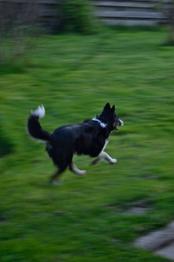 A vertical shot of a black Border Collie running on grass in a park