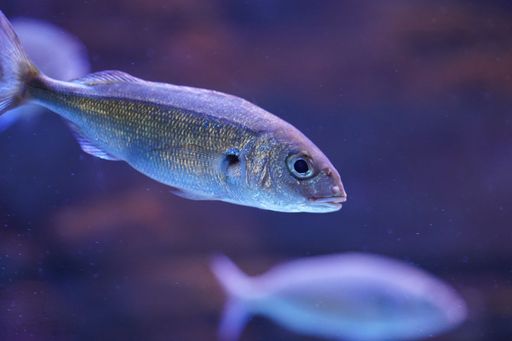 Blue shimmering fish swimming through the water