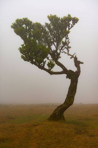 Vertical photo of a silhouette of a tree surrounded by fog and clouds in a fanal forest